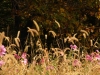 foxtail-grass-2