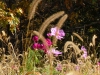 foxtail-grass-3